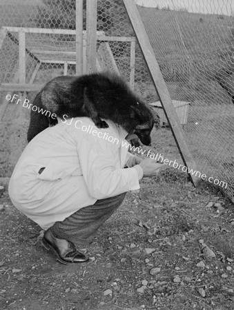 MR O'CDRISCOLL'S SILVER FOX FARM